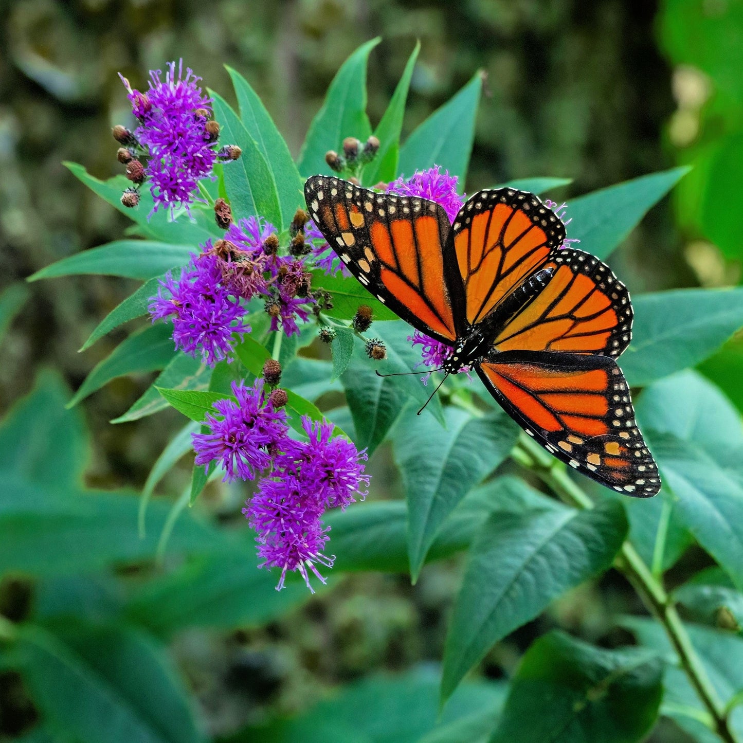 250 Common Ironweed (Vernonia Fasciculata) Seeds