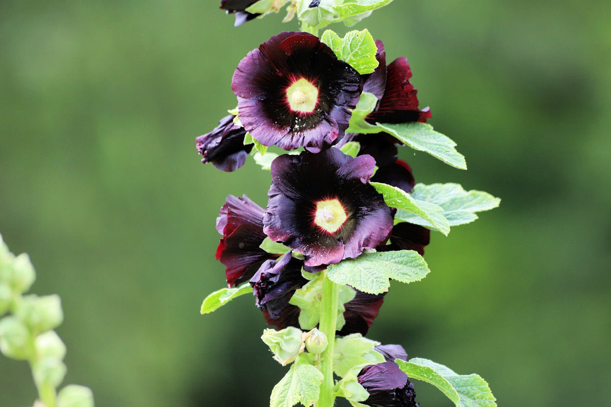 Black Hollyhock (Alcea rosea 'Nigra') Seeds – 25 ct