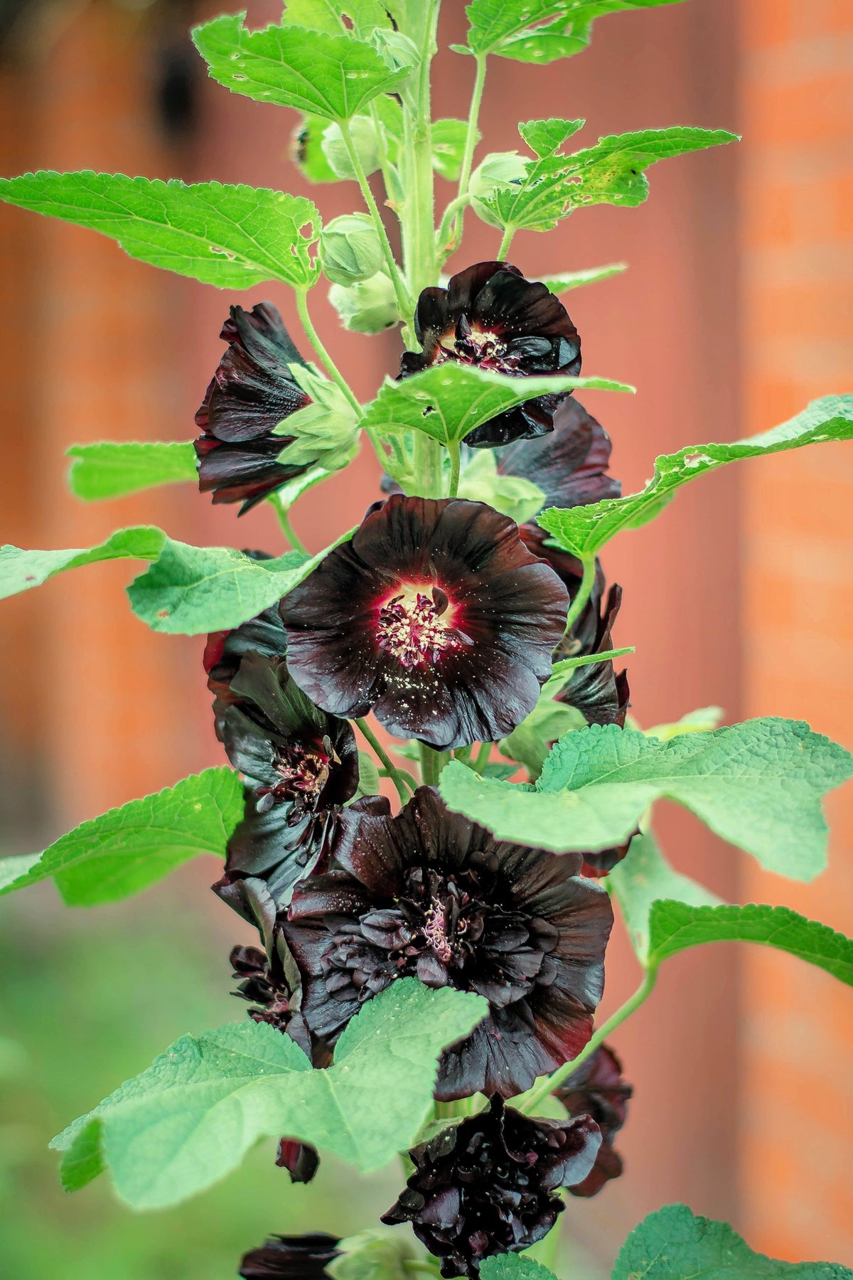 Black Hollyhock (Alcea rosea 'Nigra') Seeds – 25 ct