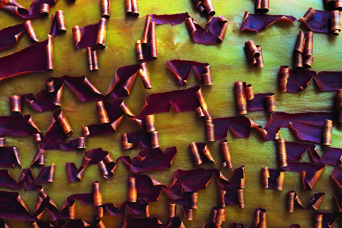 Pacific Madrone (Arbutus menziesii) Seeds – 10 ct