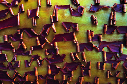 Pacific Madrone (Arbutus menziesii) Seeds – 10 ct