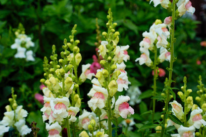 500 Apple Blossom Snapdragon( Antirrhinum Majus) Seeds