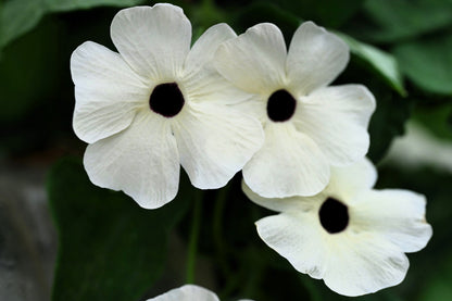 White Black-Eyed Susan Vine (Thunbergia alata) Seeds – 10 ct