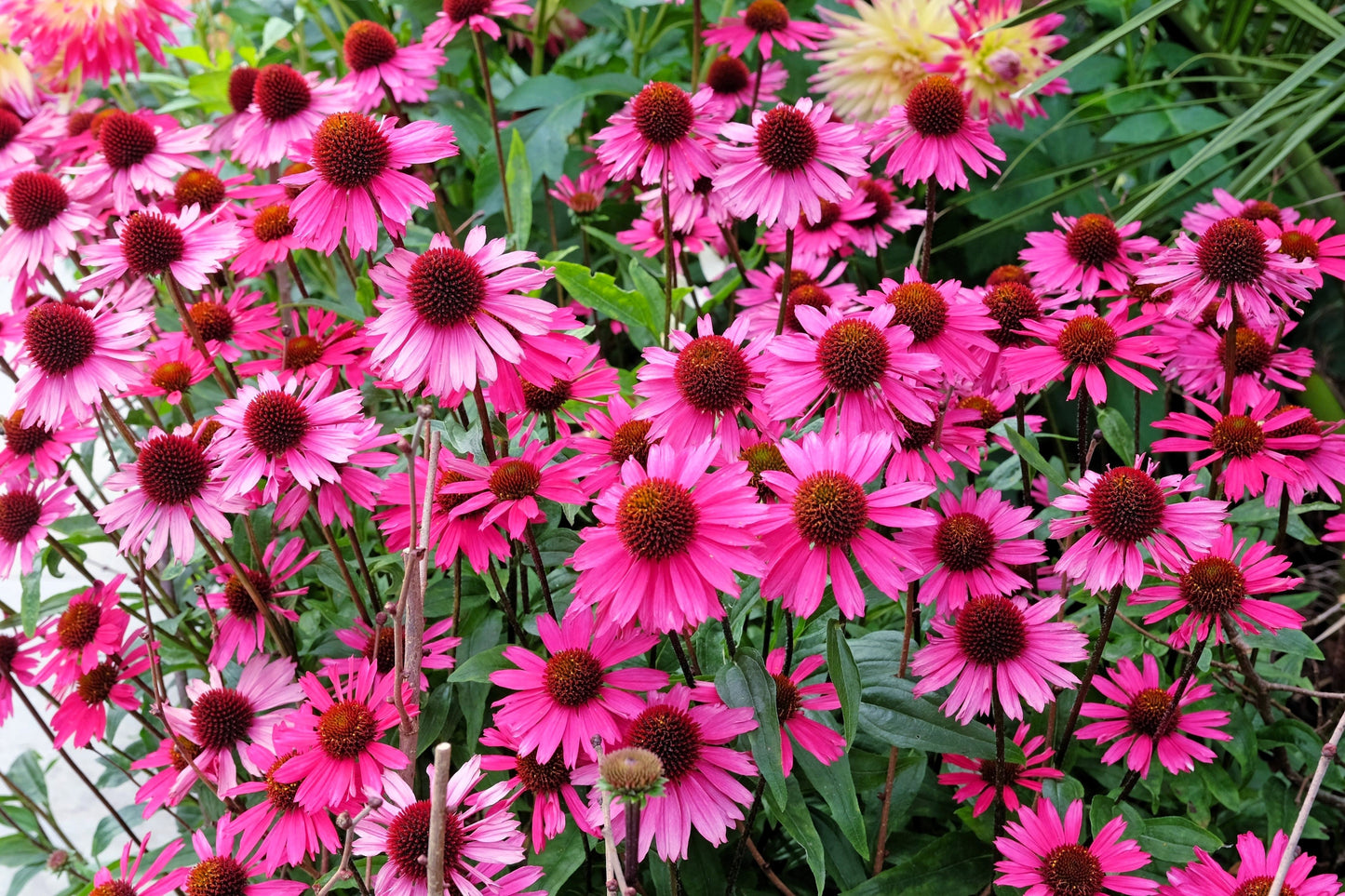 25 Echinacea Purpurea Bright Star Seeds