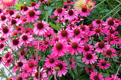 25 Echinacea Purpurea Bright Star Seeds