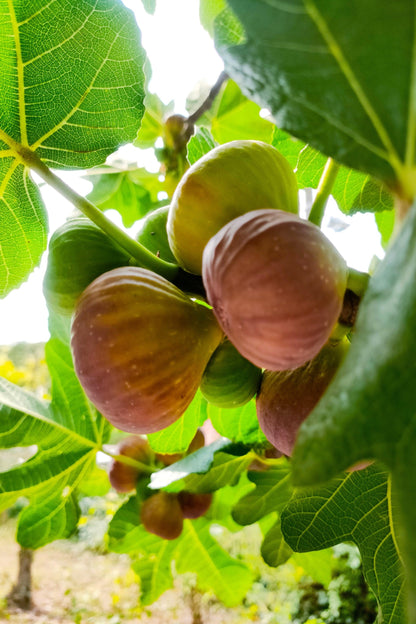 30 COMMON Edible FIG TREE Ficus Carica Purple Brown Skin Pink Flesh Fruit Seeds