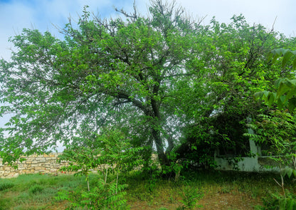 Red Mulberry (Morus rubra) Seeds – 15 ct