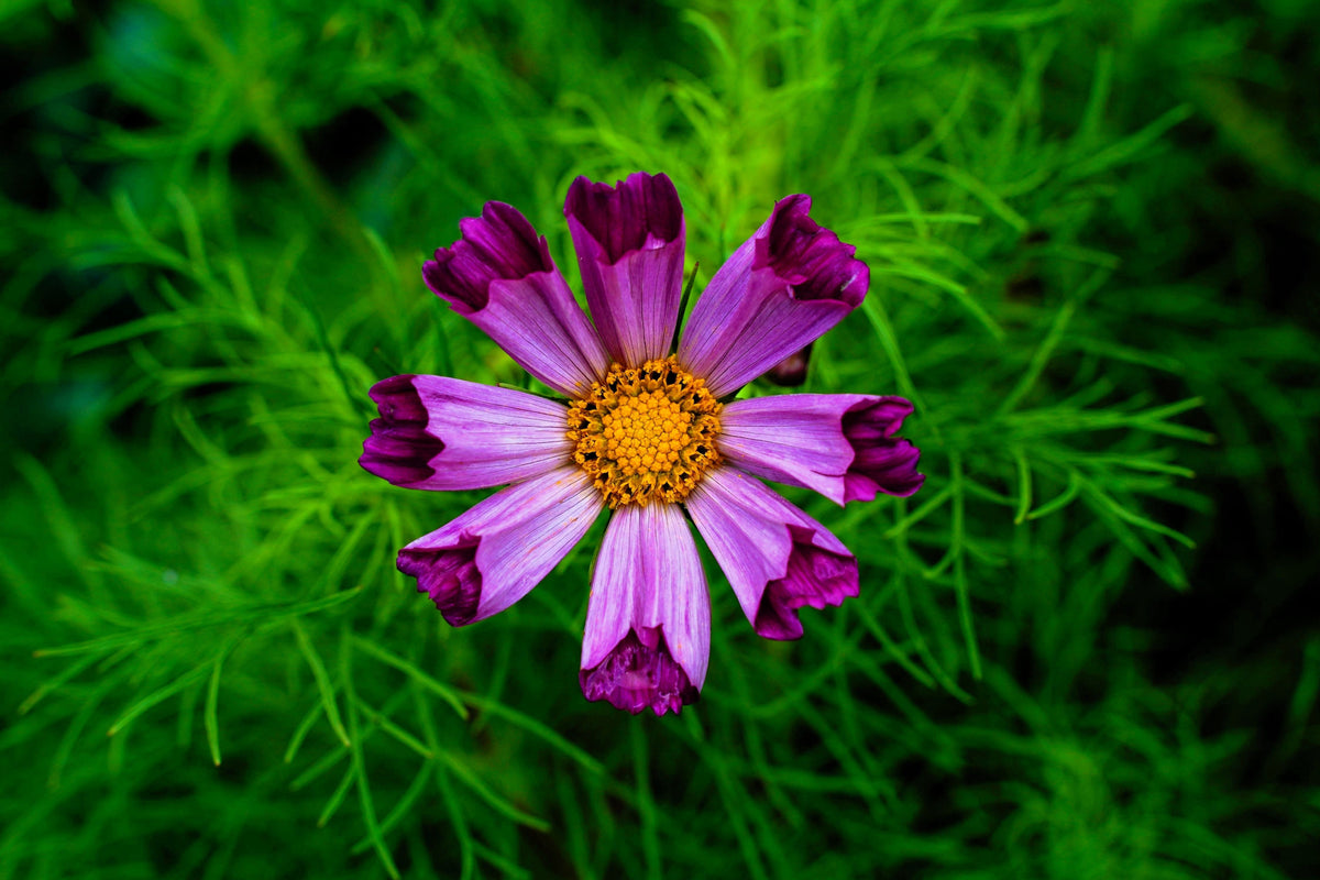Seashells Cosmos (Cosmos bipinnatus) Seeds – 200 ct