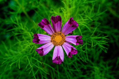 Seashells Cosmos (Cosmos bipinnatus) Seeds – 200 ct