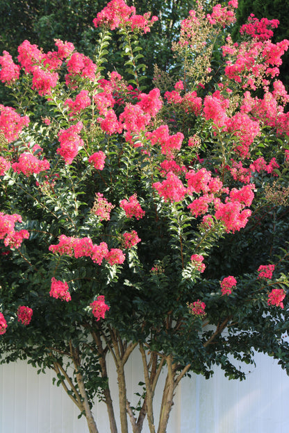Dark Pink Crepe Myrtle (Lagerstroemia indica) Seeds – 35 ct