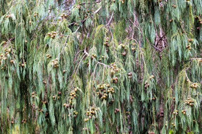 30 Weeping Cypress Tree (Cupressus Cashmeriana) Seeds