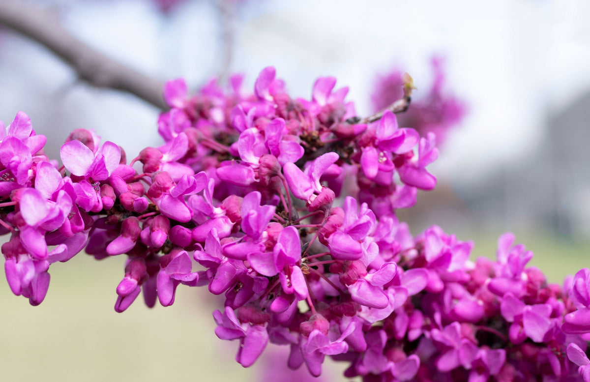 Giant Redbud (Cercis gigantea) Seeds – 40 ct
