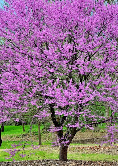 Giant Redbud (Cercis gigantea) Seeds – 40 ct