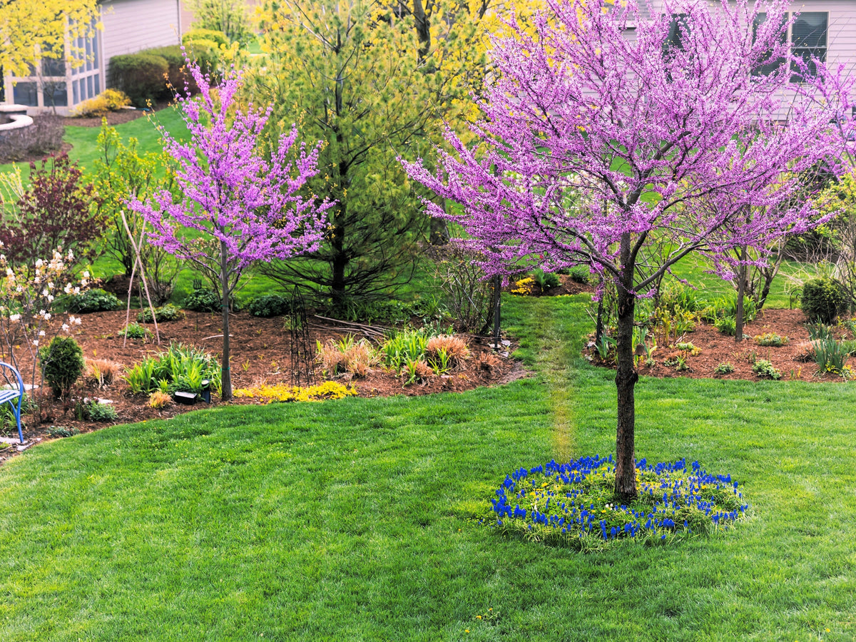 Giant Redbud (Cercis gigantea) Seeds – 40 ct
