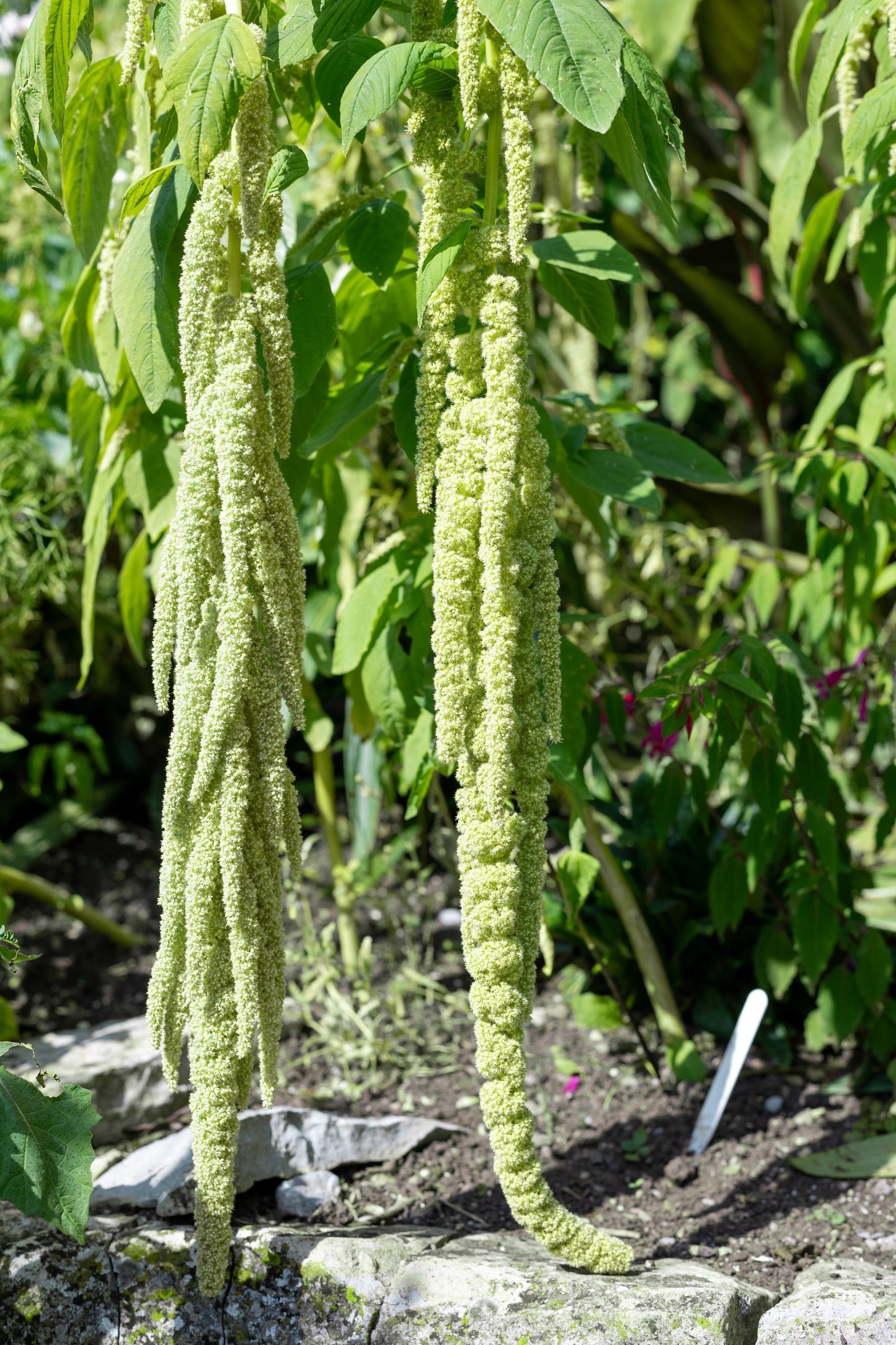 150 Amaranth's Green Tails (Amaranthus Caudatus) Seeds