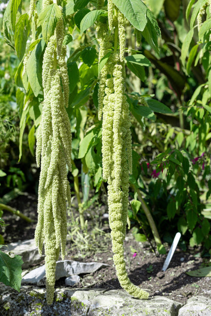 150 Amaranth's Green Tails (Amaranthus Caudatus) Seeds