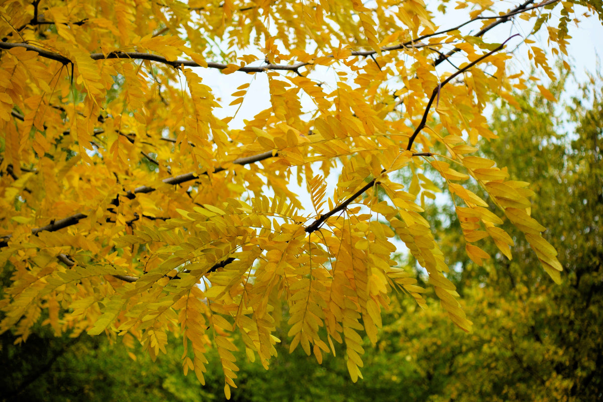 10 Thornless Honeylocust (Gleditsia Triacanthos Inermis) Seeds