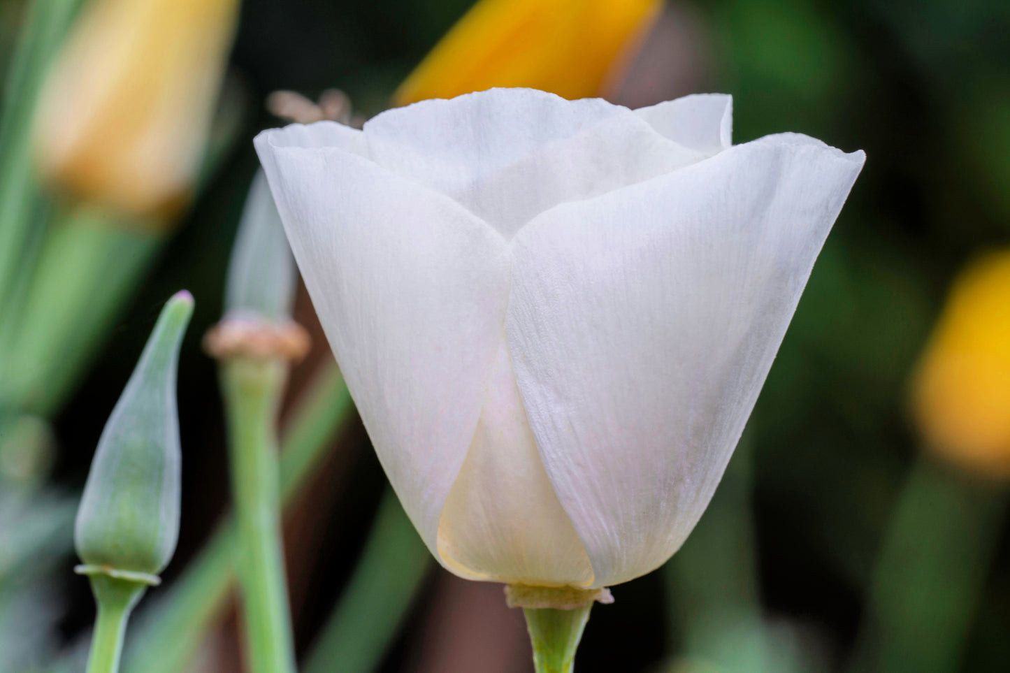 1000 White California Poppy (Eschscholzia Californica) Seeds
