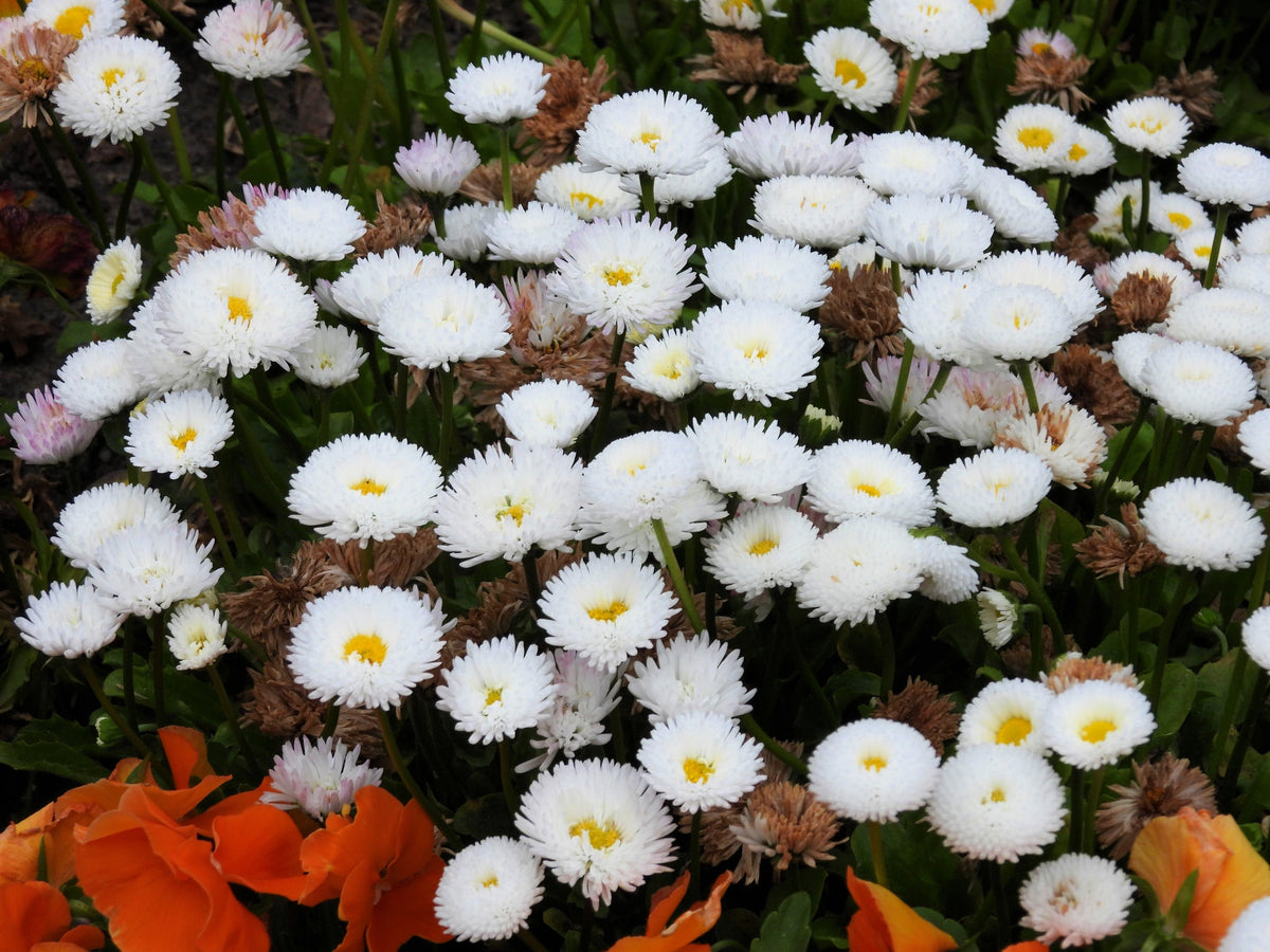 Dwarf White English Daisy (Bellis perennis) Seeds – 500 ct