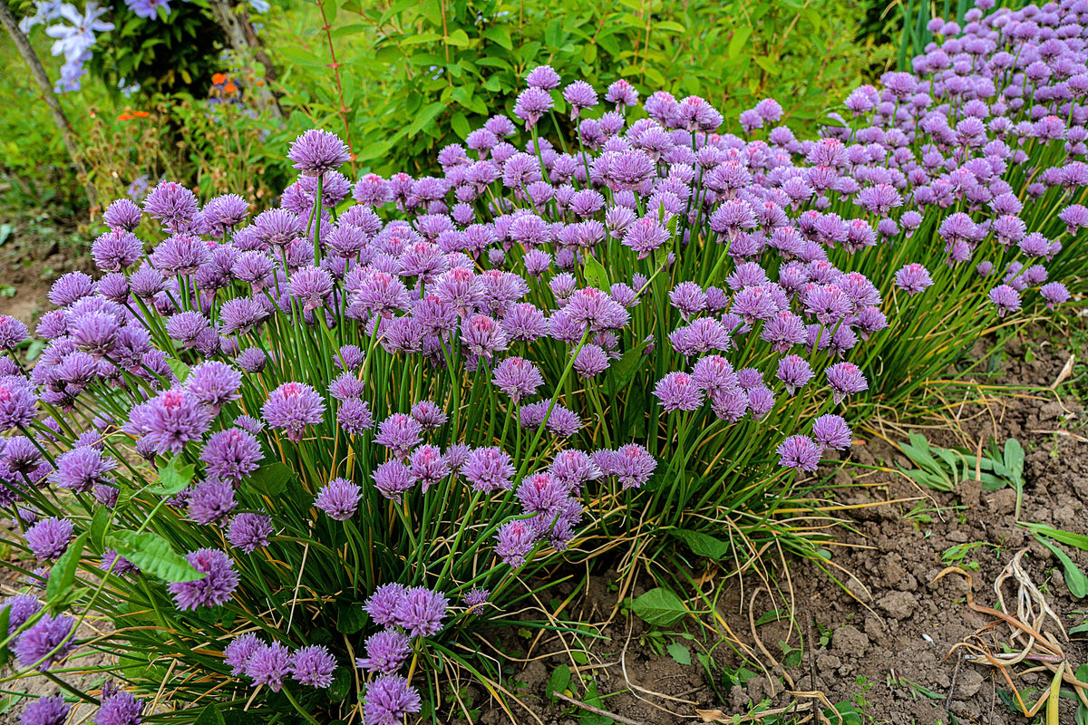Chives (Allium schoenoprasum) Seeds – 500 ct