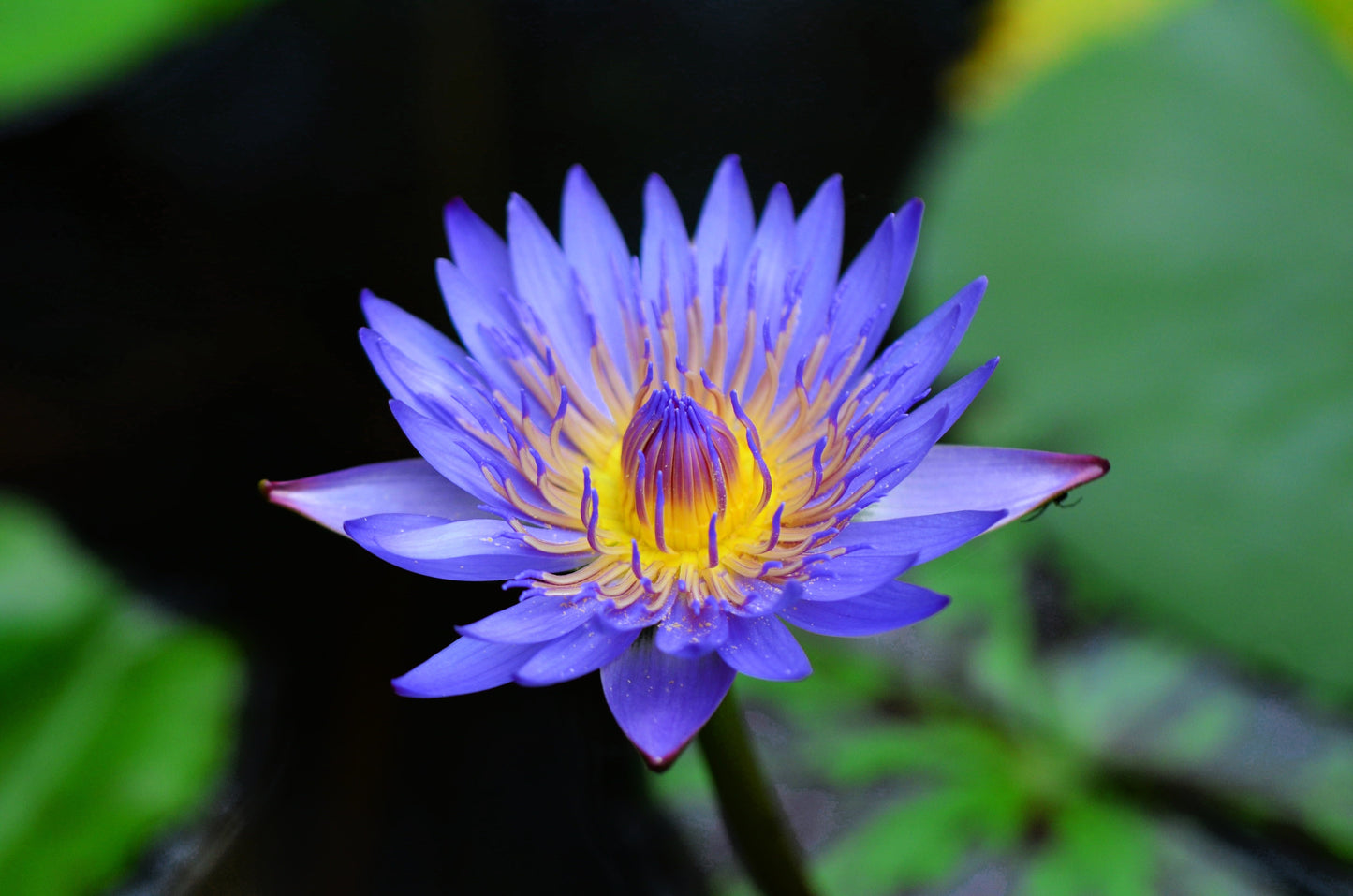 10 Blue Water Lily (Nymphaea Caerulea) Seeds