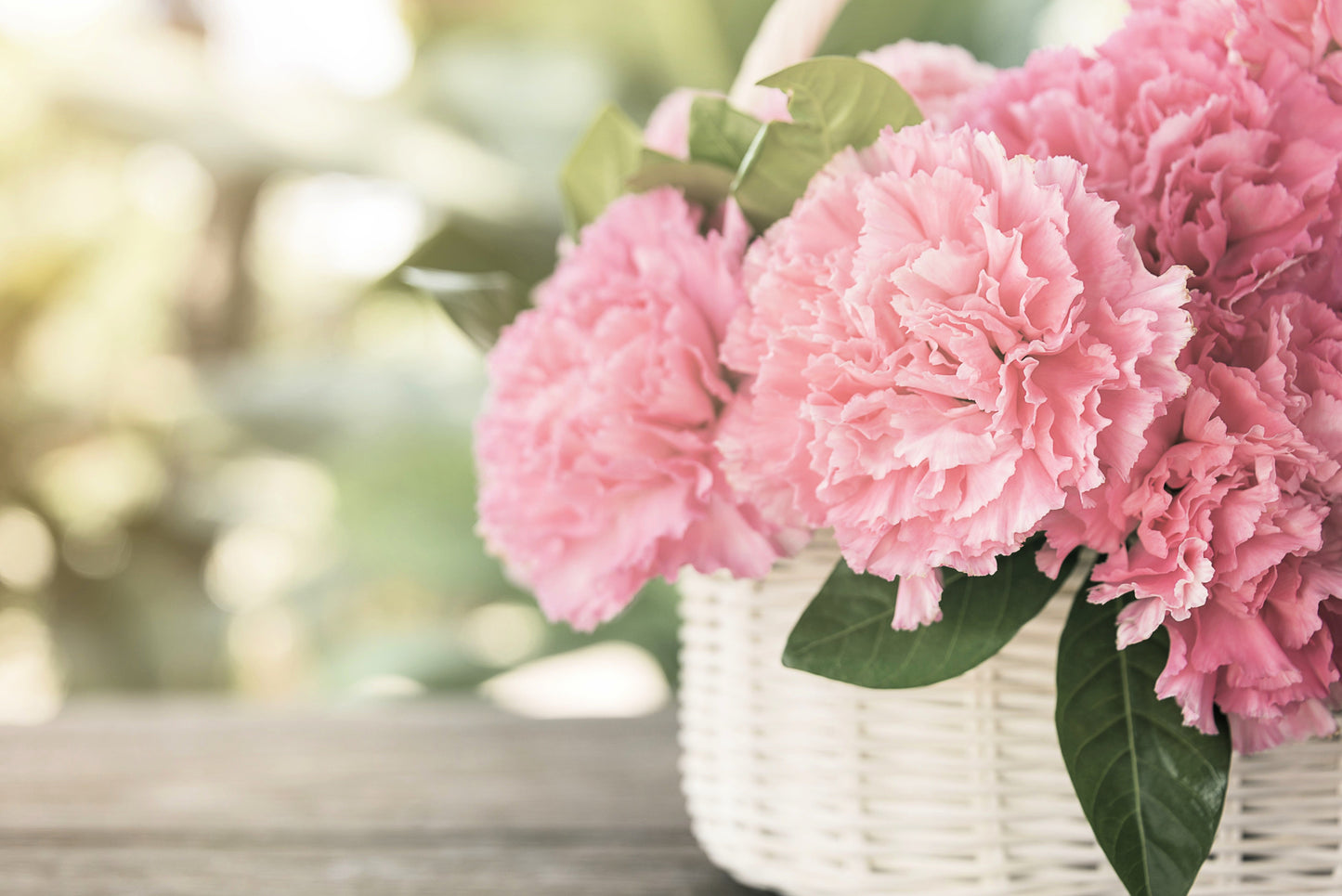 50 La France Carnation (Dianthus Caryophyllus Chabaud) Seeds