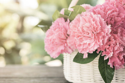 50 La France Carnation (Dianthus Caryophyllus Chabaud) Seeds