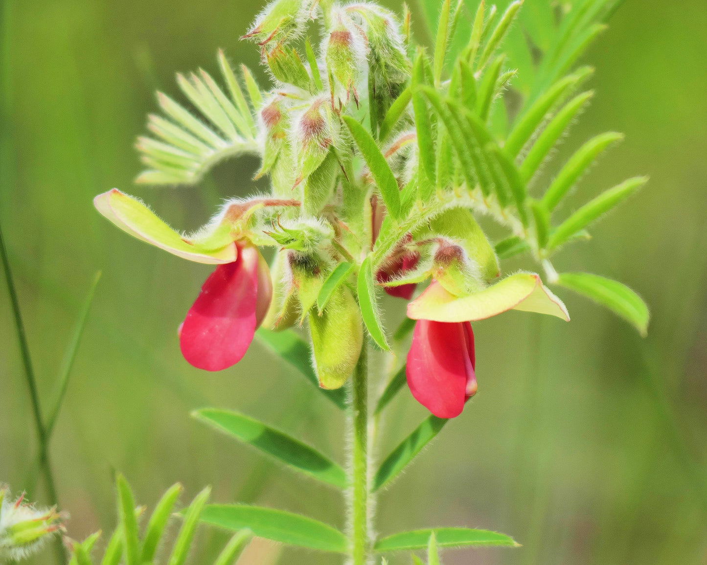 30 Goat's Rue (Tephrosia Virginiana Cracca) Seeds