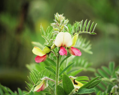 30 Goat's Rue (Tephrosia Virginiana Cracca) Seeds