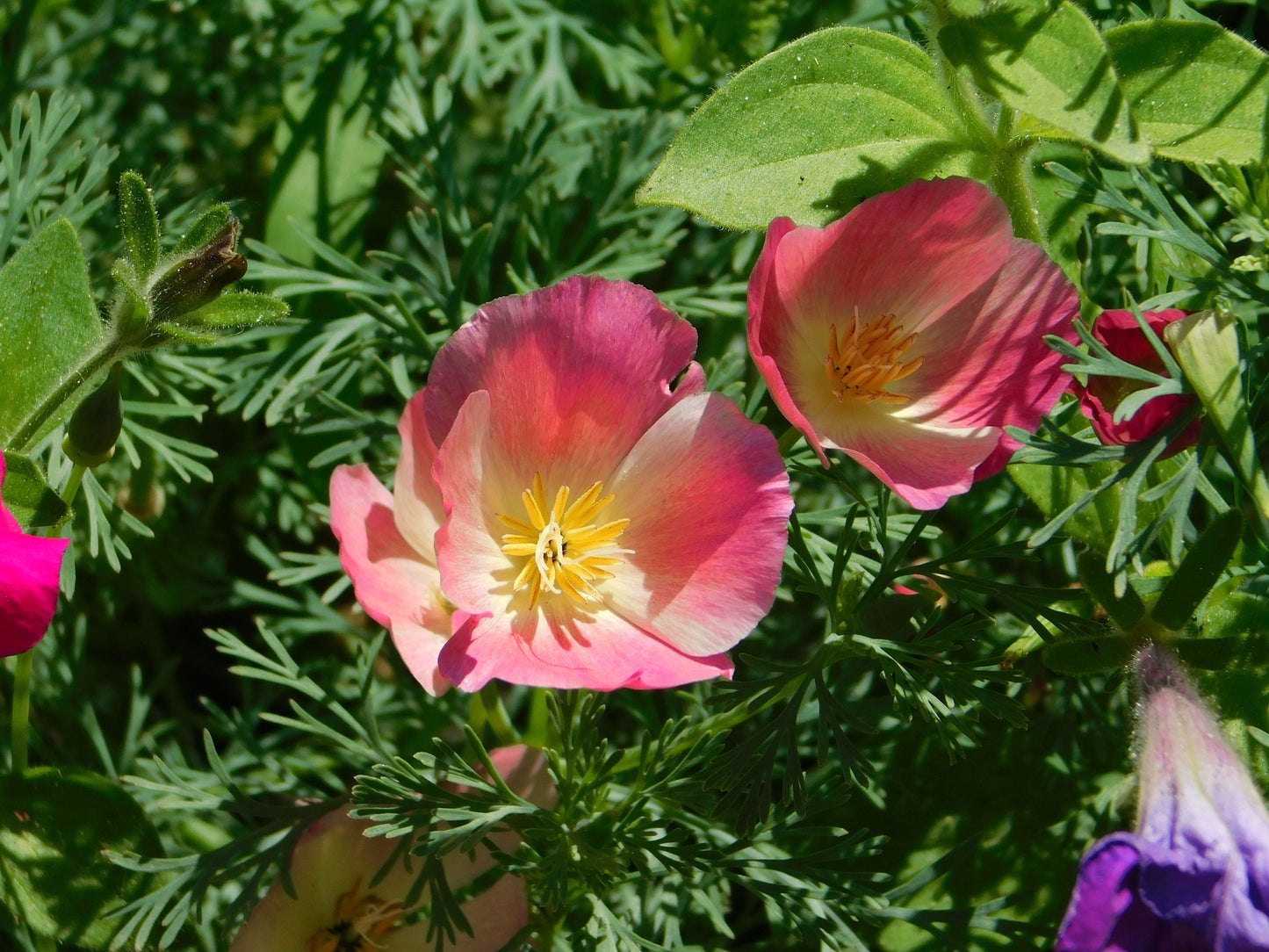 500 Carmine King California Poppy (Eschscholzia Californica) Seeds