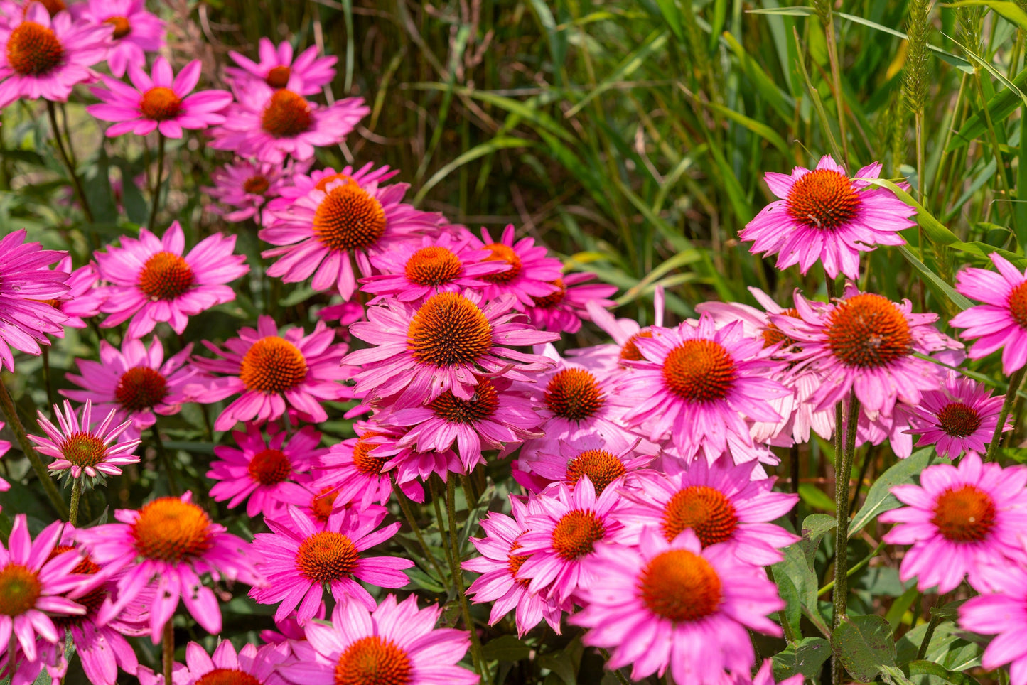 25 Echinacea Purpurea Bright Star Seeds