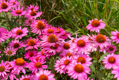 25 Echinacea Purpurea Bright Star Seeds