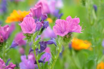 25 Rose Viper's Bugloss (Echium Plantagineum) Seeds