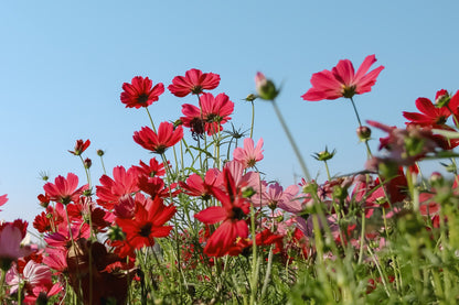 300 Cosmos Dazzler (Cosmos Bipinnatus) Seeds