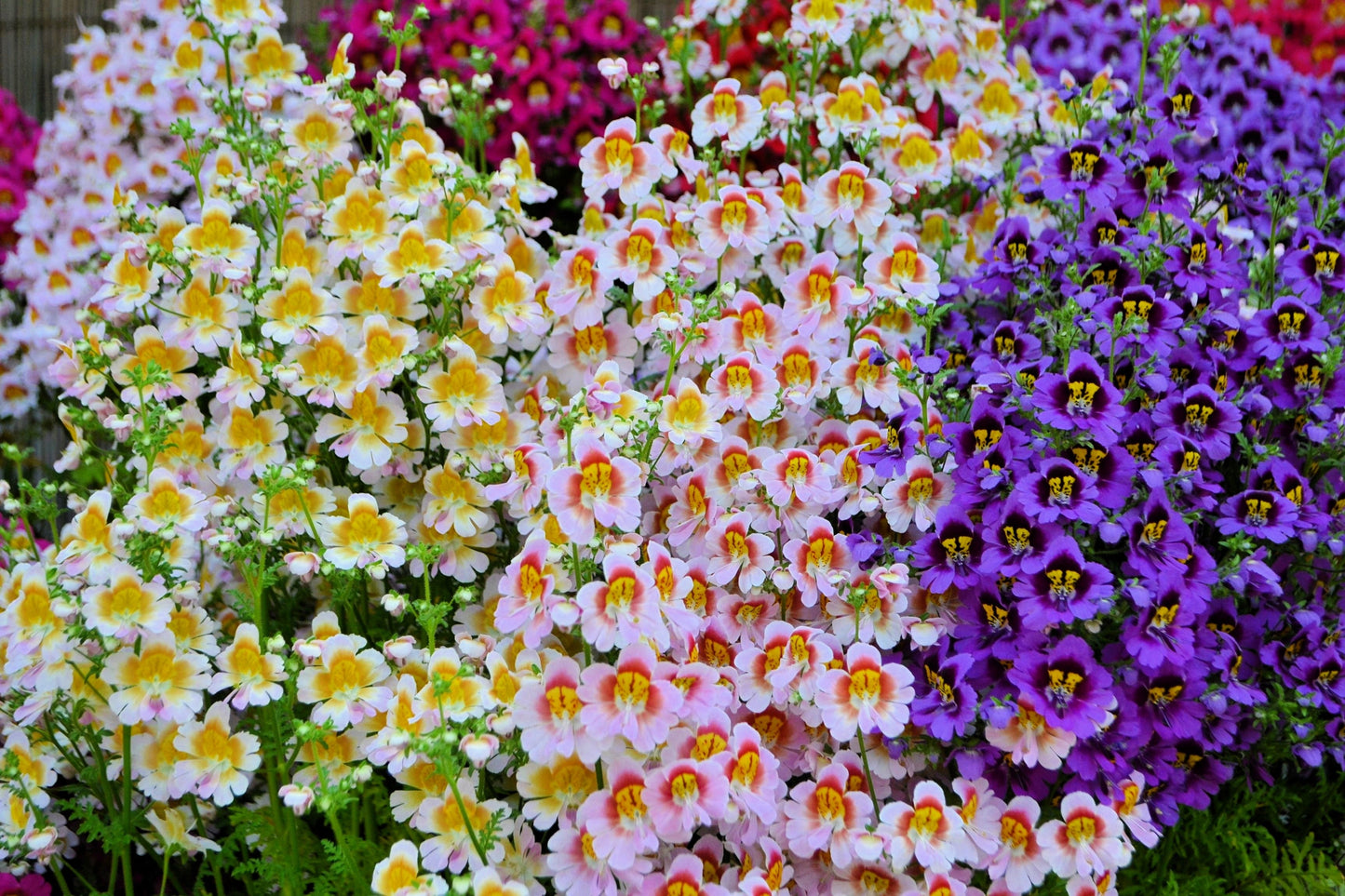 200 Butterfly Orchid (Schizanthus Wisetonensis) Seeds
