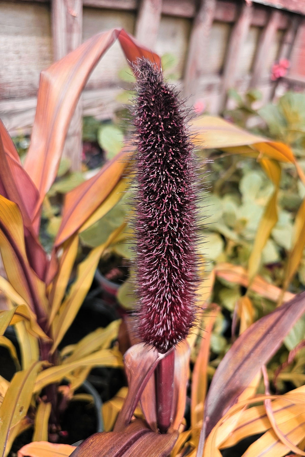 Red Jewel Millet (Setaria italica) Seeds – 25 ct