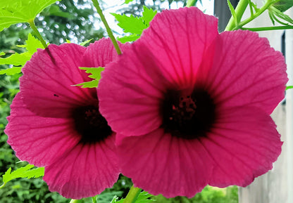 10 Kenaf Hibiscus (Hibiscus cannabinus) Seeds