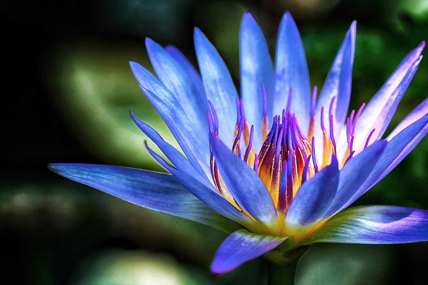 10 Blue Water Lily (Nymphaea Caerulea) Seeds