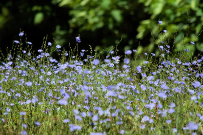 1000 Chicory (Chicorium Cicorium Intybus) Seeds