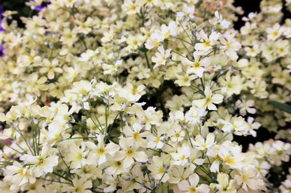 Covent Garden White Baby's Breath (Gypsophila elegans) Seeds – 1,000 ct