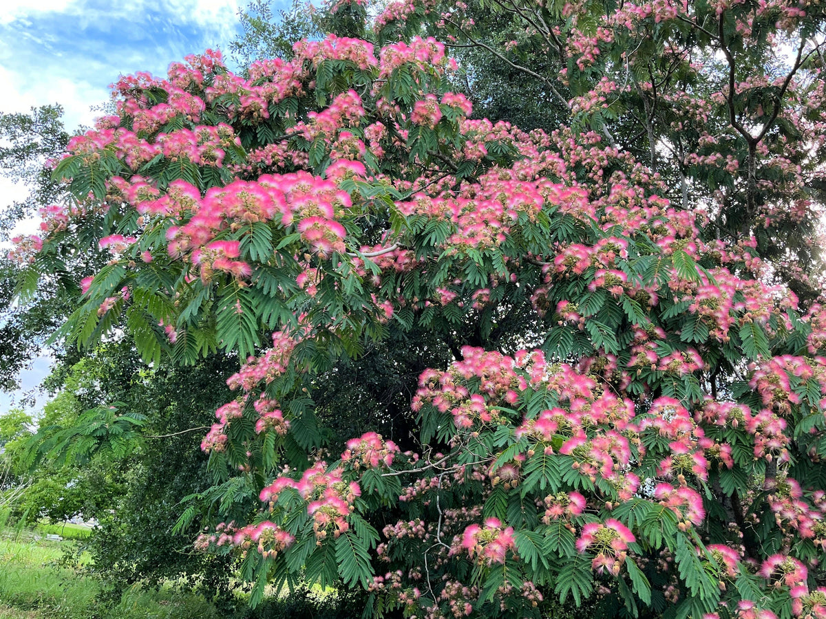 25 Mimosa / Persian Silk Tree (Albizia Julibrissin) Seeds