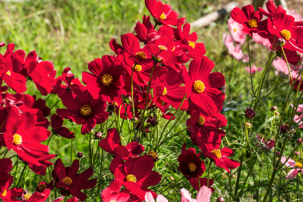 300 Cosmos Dazzler (Cosmos Bipinnatus) Seeds