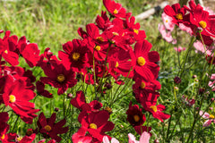 300 Cosmos Dazzler (Cosmos Bipinnatus) Seeds