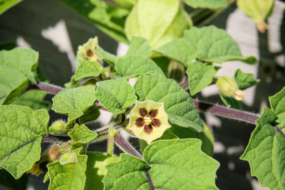 50 Peruvian Ground Cherry (Physalis Peruviana) Seeds