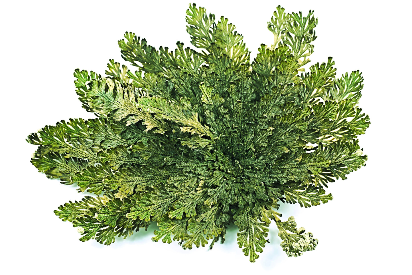 Live Resurrection Plant (Rose of Jericho, Dinosaur Fern)