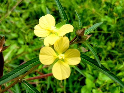 Seedbox (Ludwigia alternifolia) Seeds – 1,000 ct