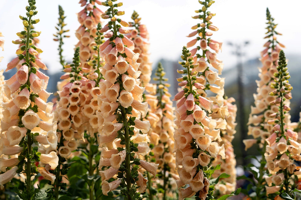 250 Apricot Beauty Foxglove (Digiitalis Purpurea) Seeds