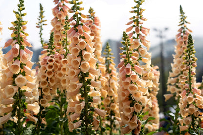 250 Apricot Beauty Foxglove (Digiitalis Purpurea) Seeds