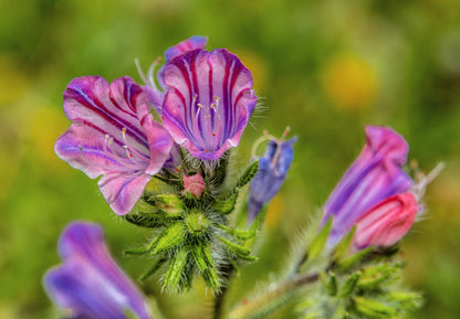 25 Rose Viper's Bugloss (Echium Plantagineum) Seeds