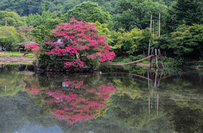 Dark Pink Crepe Myrtle (Lagerstroemia indica) Seeds – 35 ct